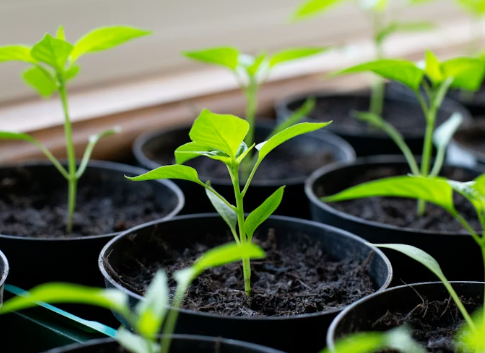 Скриншот Unsplash.com (18+)