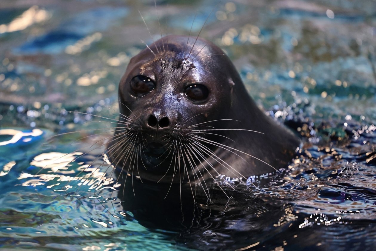 Нерпа Бусинка ИА PrimaMedia