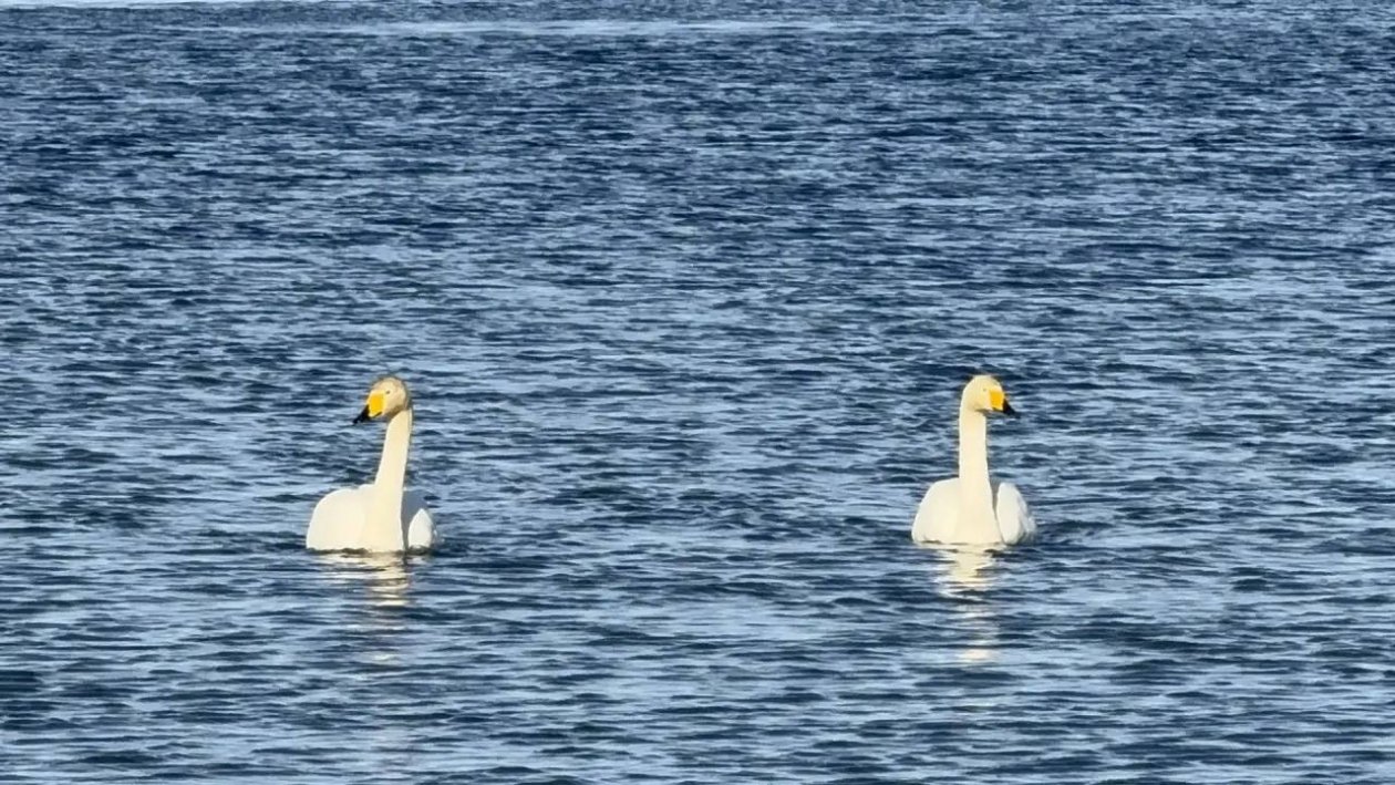 Первые белоснежные лебеди прилетели в Невельск пресс-служба администрации Невельского МО