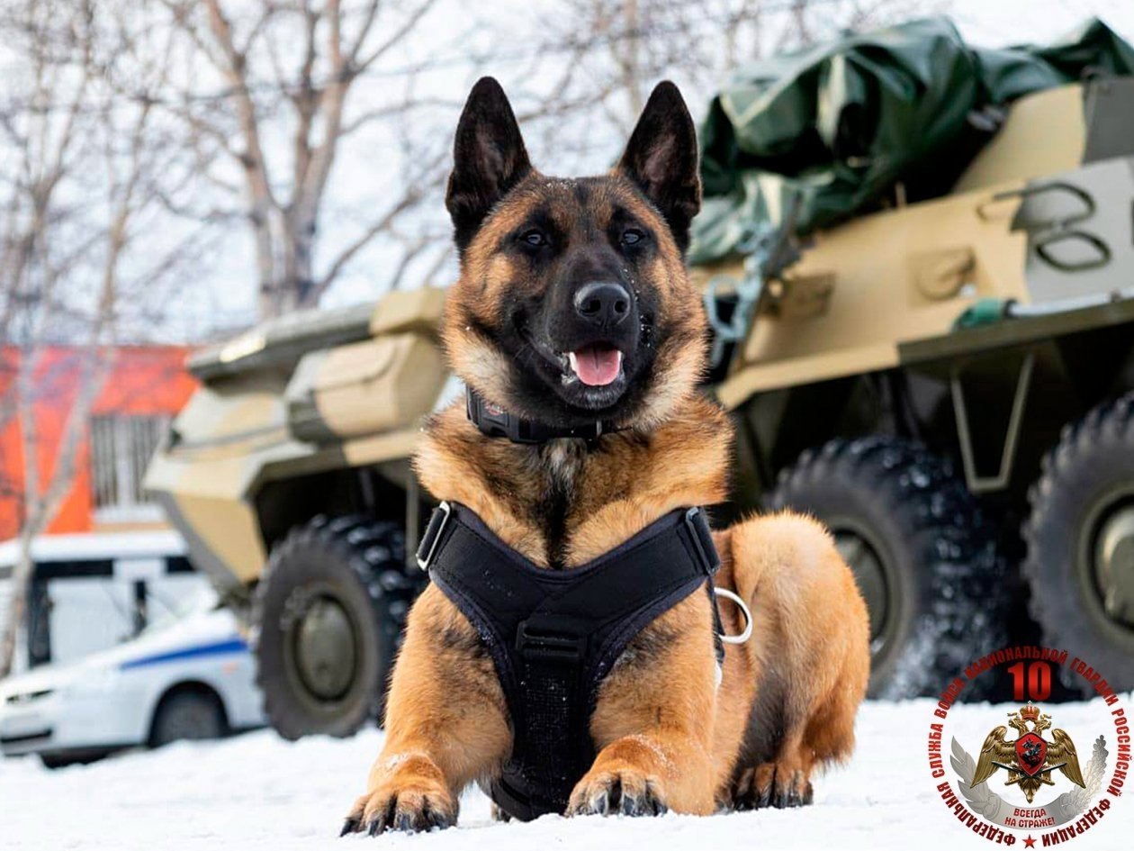 Камчатский край. Бельгийская овчарка Истый Росгвардия