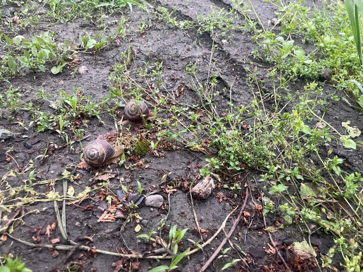 &quotТроянский конь&quot для слизней: 1 ловушка избавит от моллюсков на весь сезон — без химии фото автора