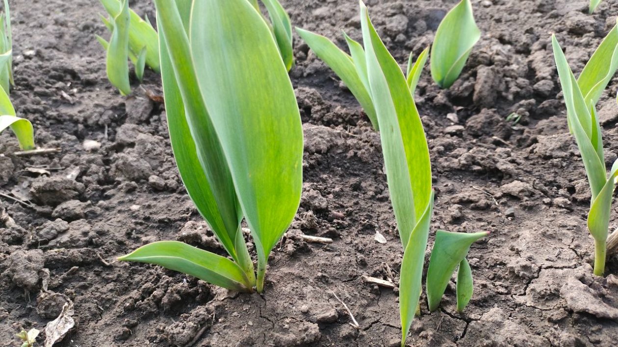 Тюльпаны Автора