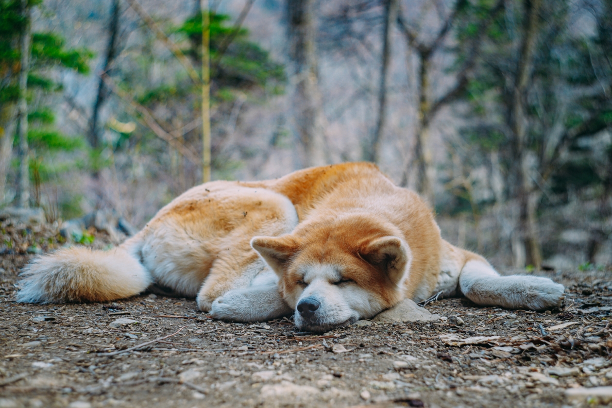 Как кормить собаку, не разорившись: 5 проверенных способов экономии без ущерба для здоровья Мария Смитюк, ИА PrimaMedia