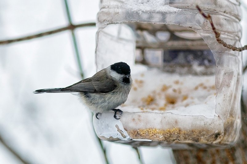 Тематическое фото ИА  AmurMedia