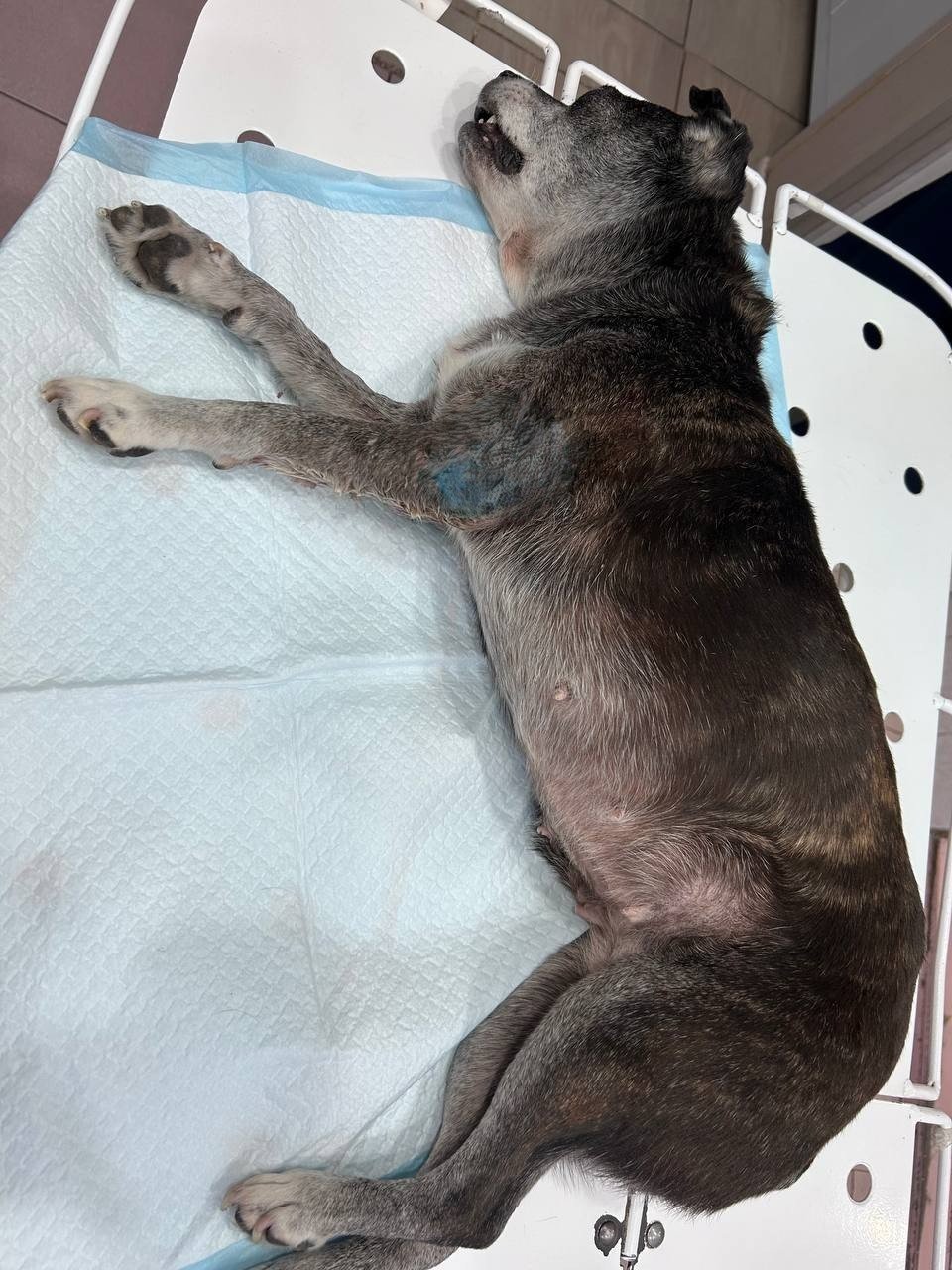 Ветеринары удалили опухоль на лапе у 10-летней собаки в Зиме тг-канал (18+) ассоциации ветеринаров Приангарья