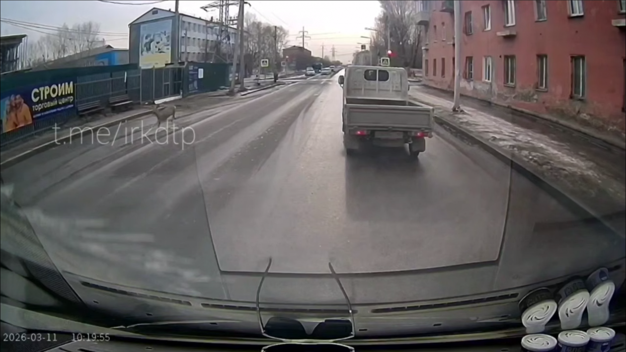 Олень выбежал на дорогу на улице Мира в Иркутске Телеграм-канал (18+) &quotДТП38&quot