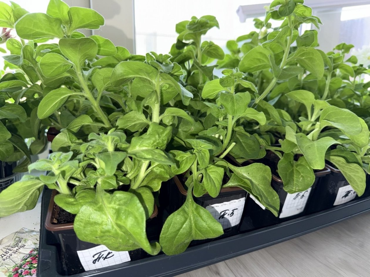 Рассада Марина Кудрявцева, ИА UssurMedia