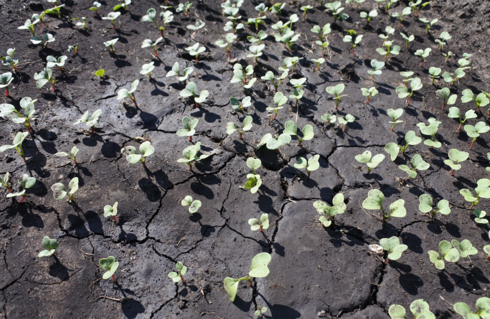 Тематическое фото pxhere (18+)