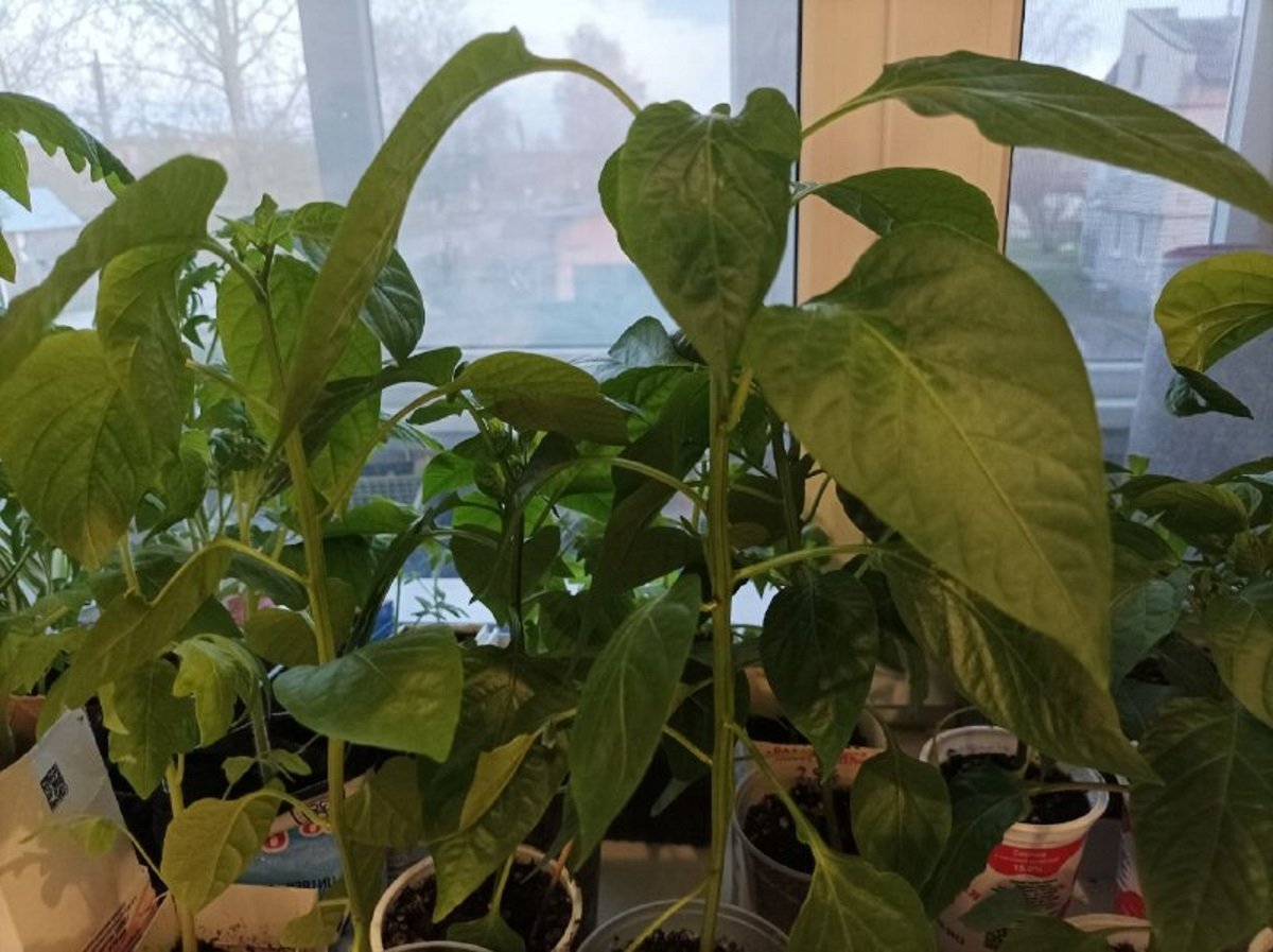 Тематическое фото Анна Полякова, ИА SakhalinMedia