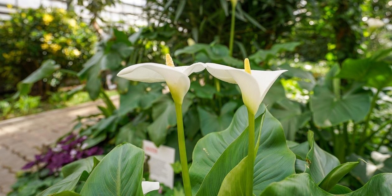 Цветы https://www.mos.ru/