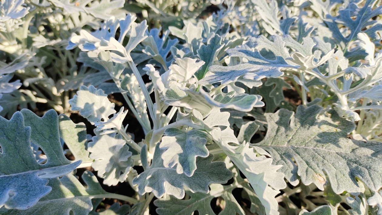 Однолетник Автора