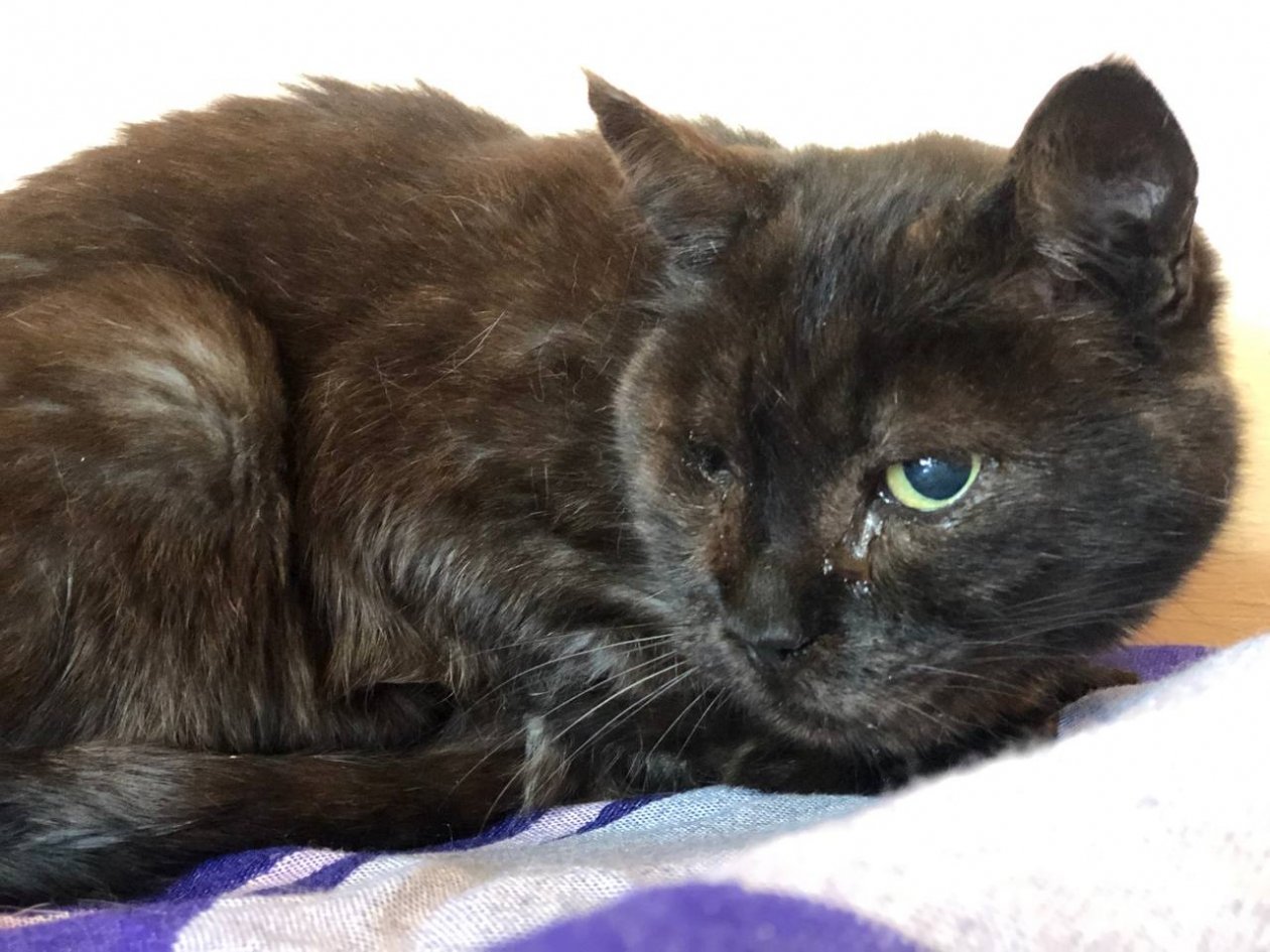 Пират чуждом выжил под колесами машины Из архива Е. Воиновой