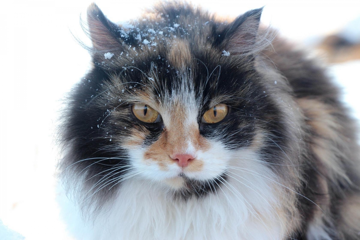 Снег. Весна. Кошка. Юлия Ушакова, ИА IrkutskMedia