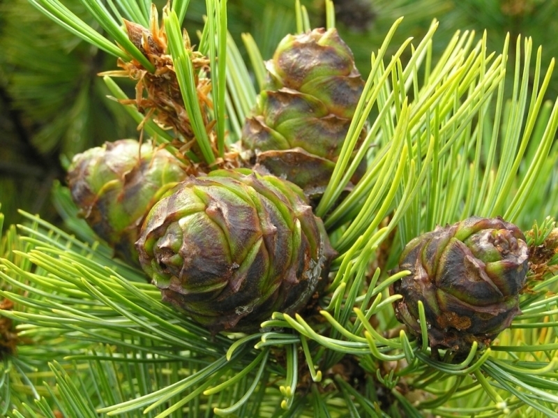 Мешками везу хвойный опад из леса и засыпаю грядки - и клубника больше не гниет, а слизни исчезли Евгения Полищук, ИА SakhalinMedia