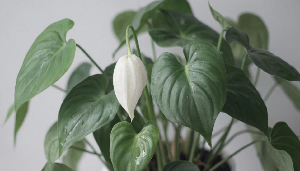 Изображение GigaChat (18+)