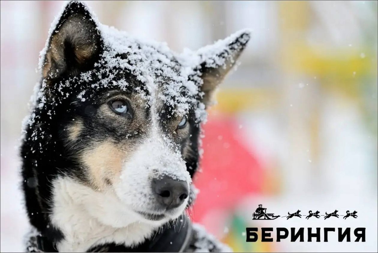 &quotБерингия-2026&quot Оргкомитет гонки