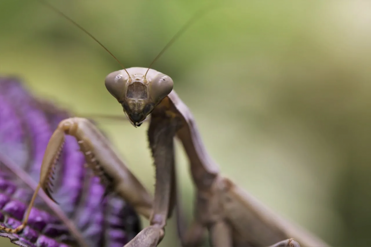 Богомол Sphodromantis viridis Пресс-служба Приморского океанариума