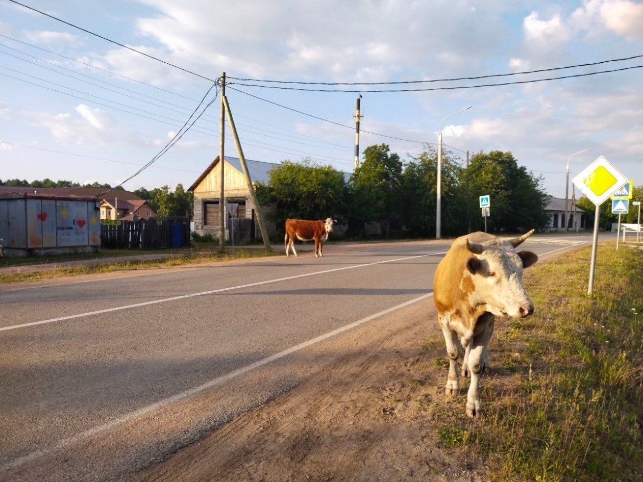 Фермеры пожаловались на бесхозных бурёнок главе Бурятии UlanMedia
