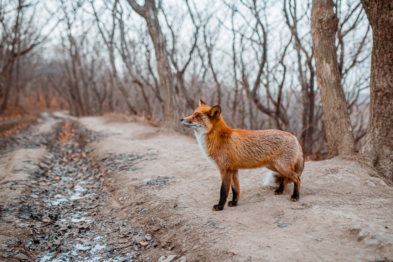 С начала года случаи бешенства диких животных зафиксированы в 5 районах Приамурья Мария Смитюк, ИА PrimaMedia