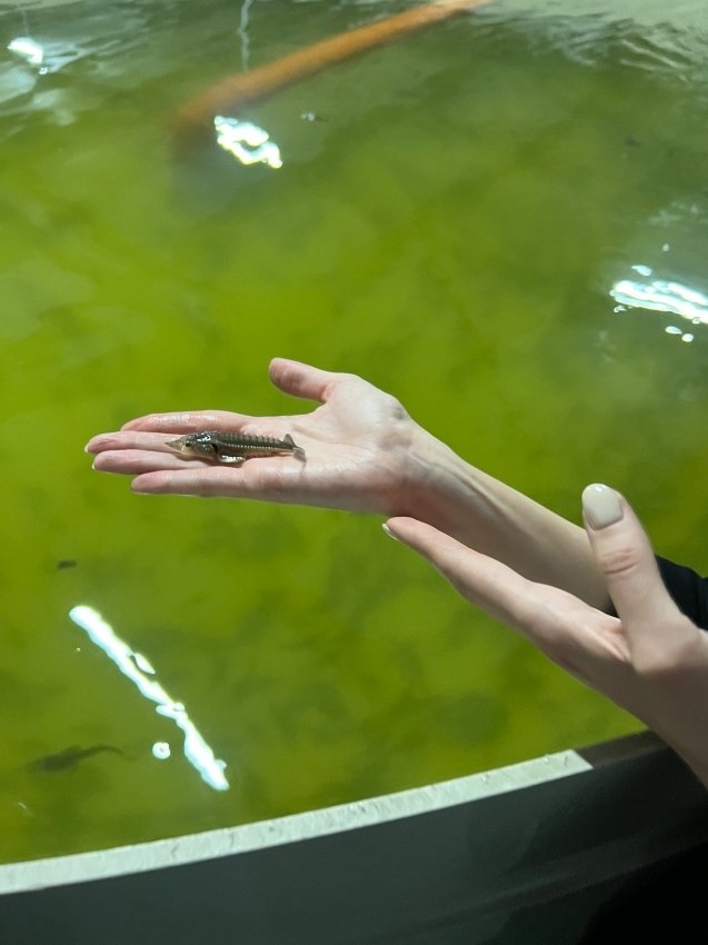 Малёк осетра Минэка Забайкалья