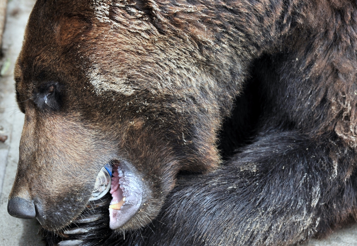 Юрий Гуршал, ИА SakhalinMedia