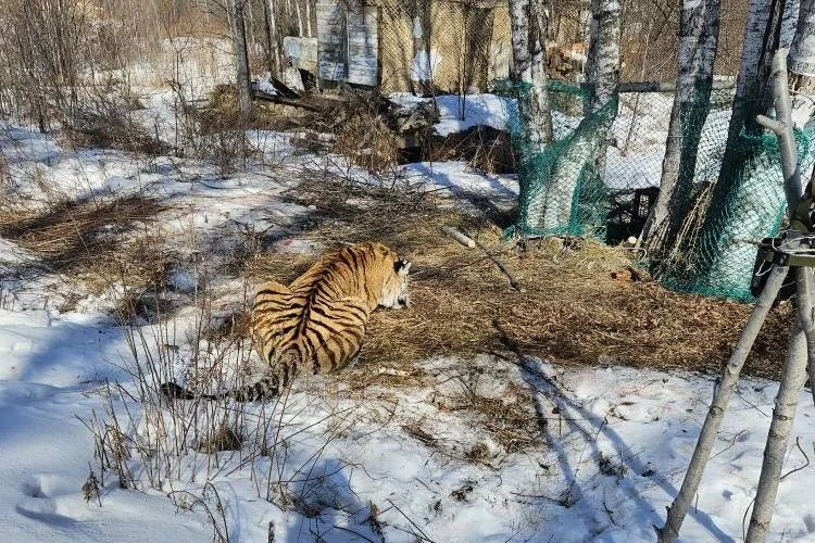 Напавший на человека в Чугуевском округе тигр изъят из дикой природы тг-канал (18+) МинПрироды25