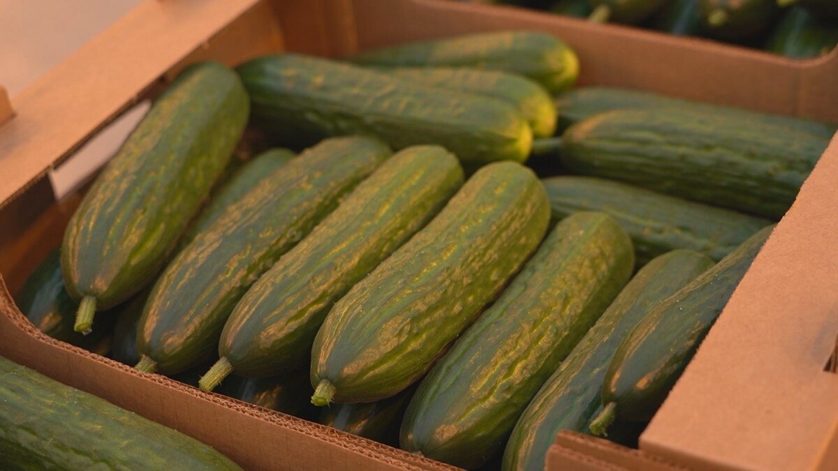 Огурцы Правительство Камчатского края