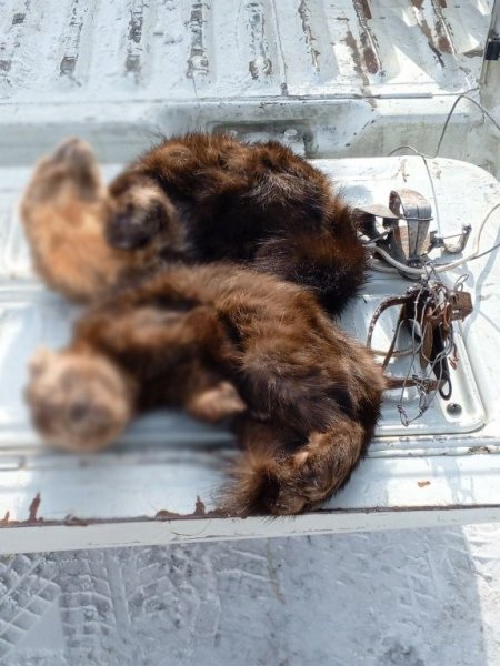 В районе имени Лазо сотрудники полиции задержали подозреваемого в незаконной охоте Пресс-служба УМВД России по Хабаровскому краю