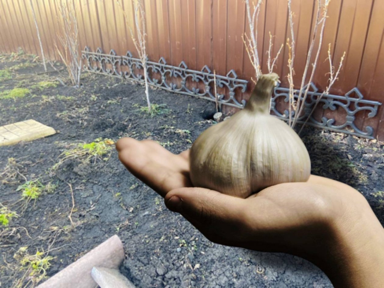 Разведите 2 ложки в ведре воды - чеснок будет с кулак: мартовская подкормка ИА KrasnodarMedia, Akinori UEMURA/unsplash