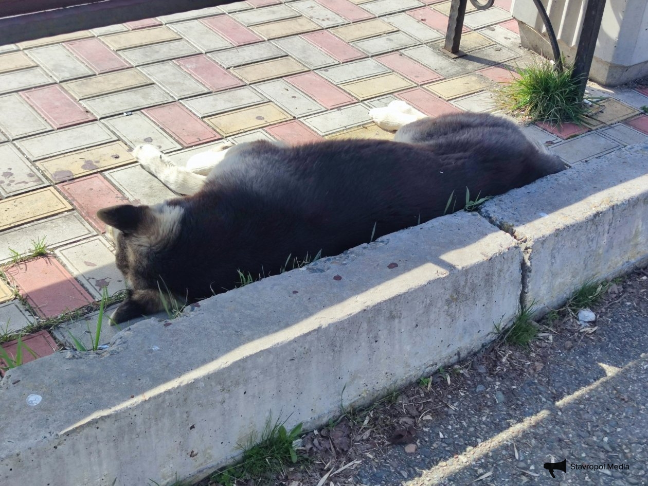 Прокуратура Ставрополья через суд добилась выплаты компенсации девочке, пострадавшей от укуса собаки ИА Stavropol.Media