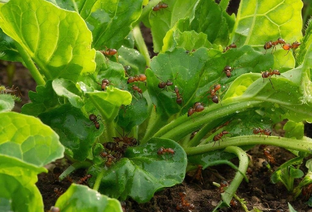 Муравьи на дух не переносят 2 растения: строем покинут участок — сокращение колонии до 80% ИИ GigaChat (18+)