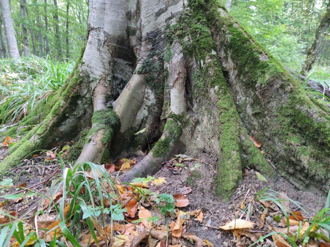 Пьяного автоугонщика нашли в спящим в лесу полицейские Ставрополья ИА Stavropol.Media