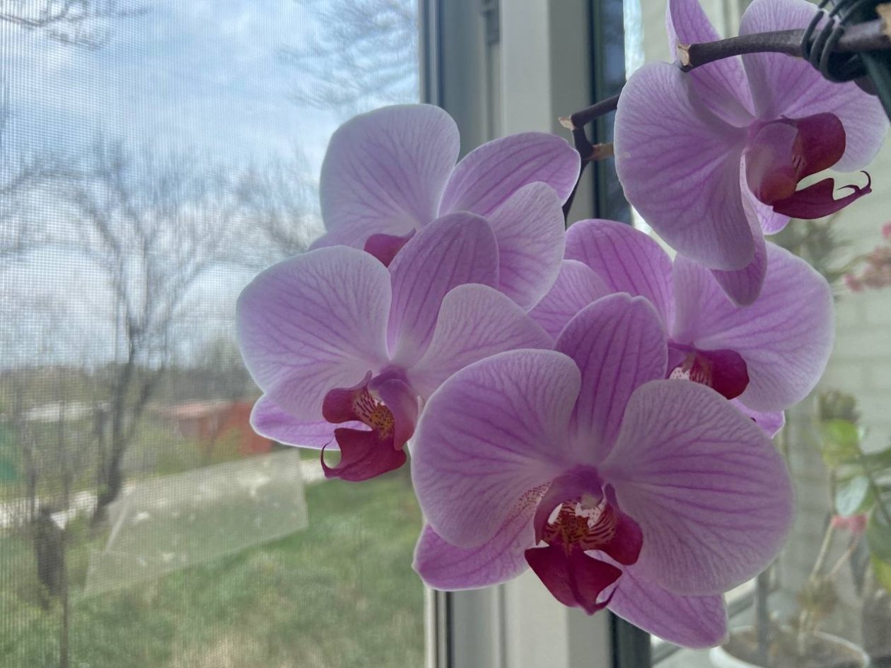 Даже засохший сухарь превратится в пышный букет: как правильно поить орхидею, чтобы она цвела 12 месяцев в году ИА KrasnodarMedia