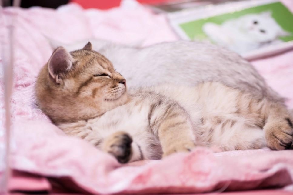 Тематическое фото pxhere.com