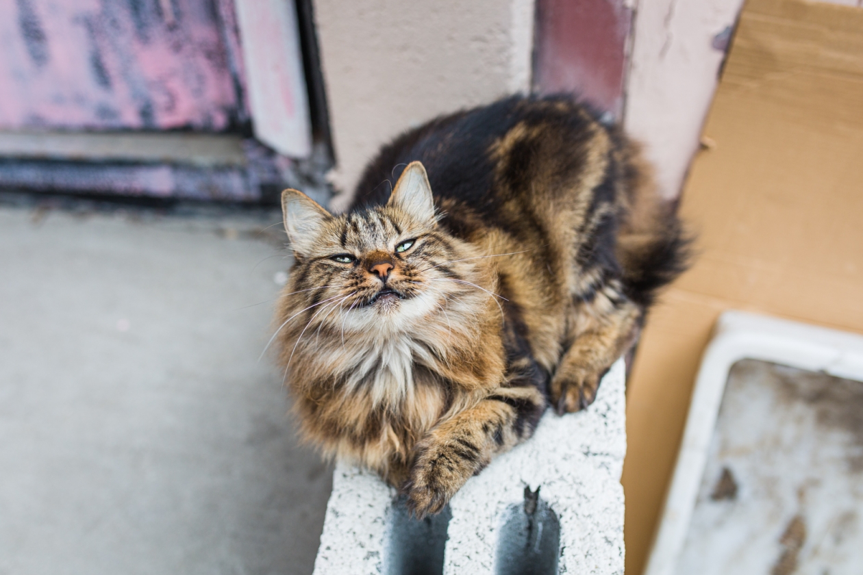 кот, кошка,  бездомные животные Мария Смитюк, ИА PrimaMedia