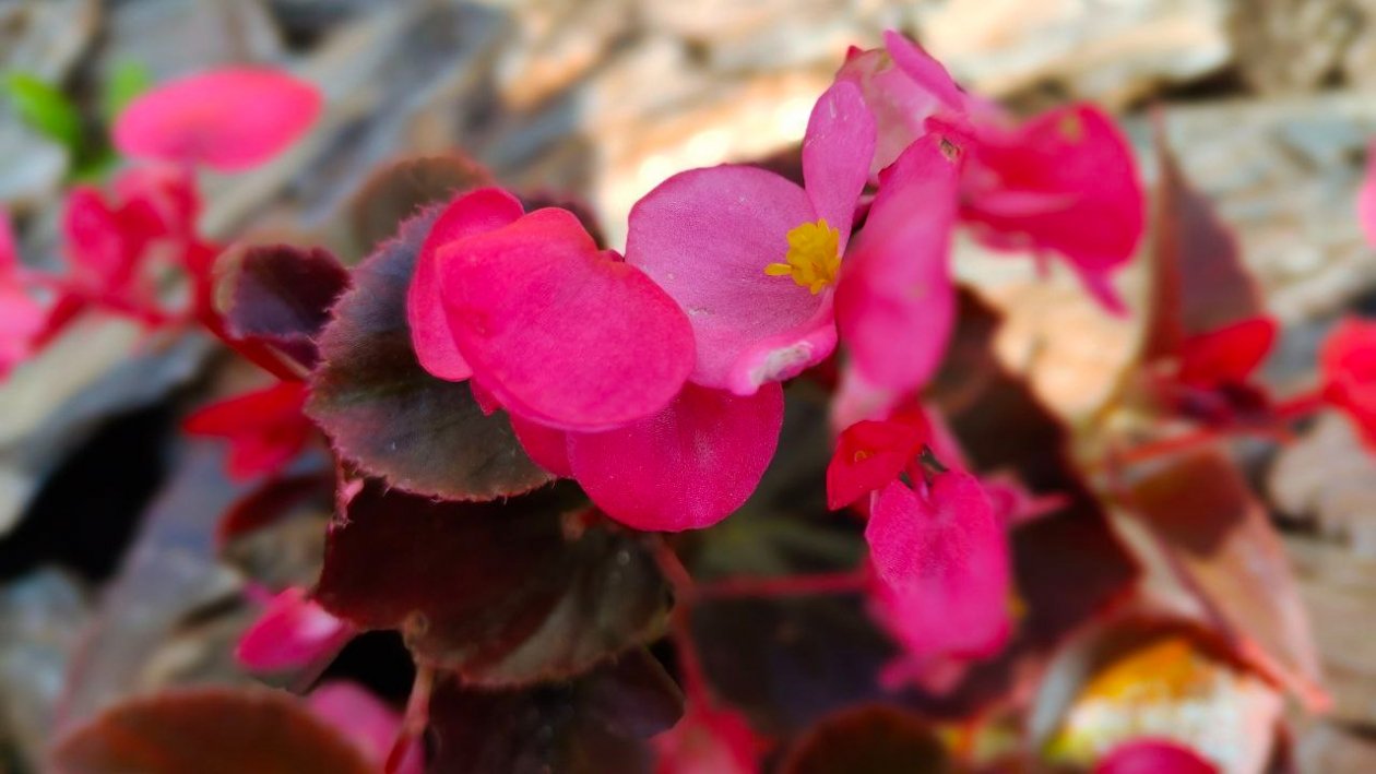 Однолетник Автора