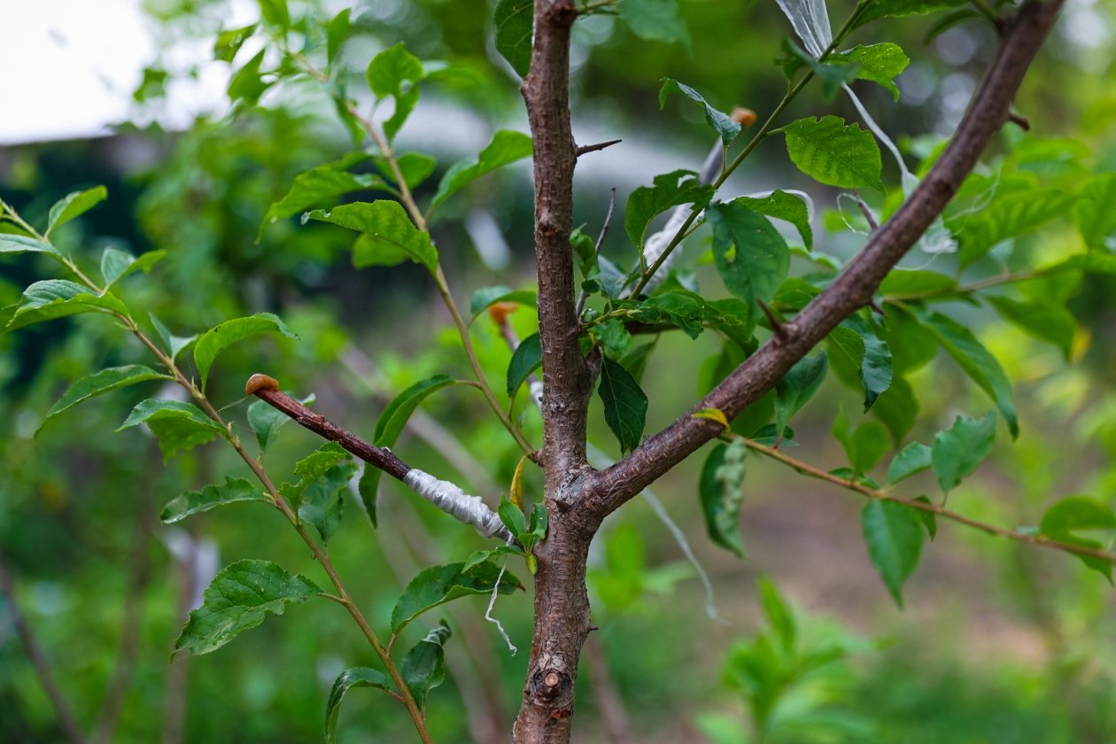 Белю яблони и груши в марте  - и деревья просыпаются здоровыми: надежный барьер Илья Аверьянов, ИА Primamedia