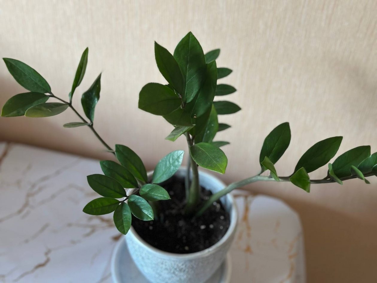 Всего 2 капли под корень - и дохлый куст превратится в джунгли: даже капризный замиокулькас пустит новые побеги ИА Stavropol.Media