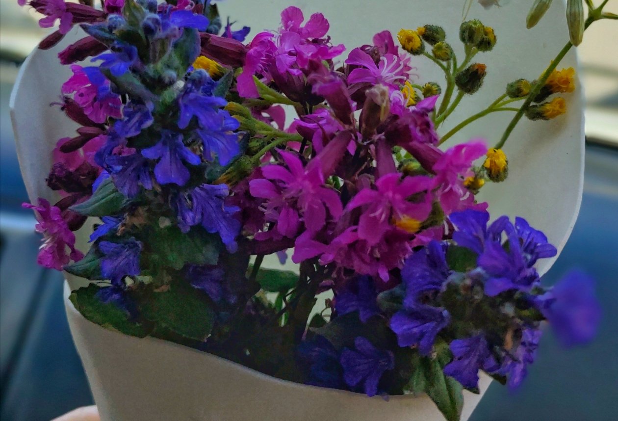 Однолетники Автора