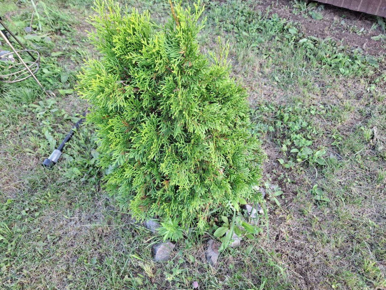 Туя Фото автора