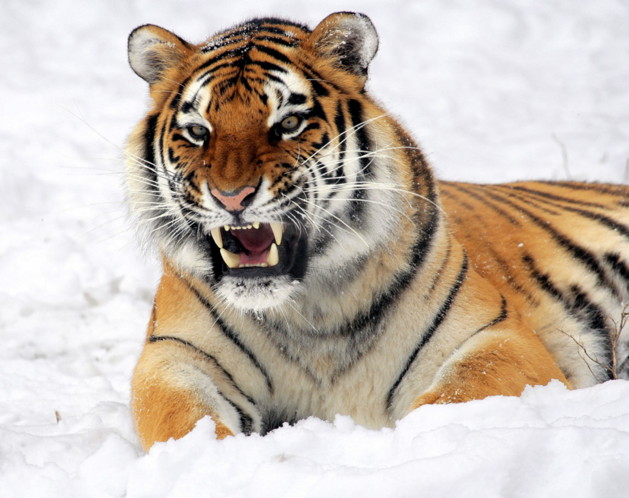 Тематическое фото Сайт pxhere.com