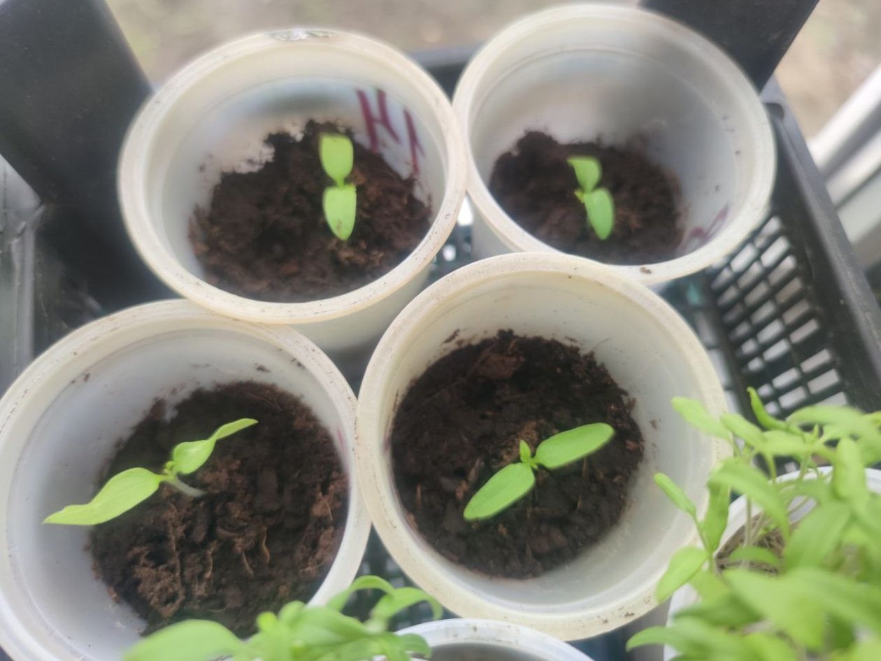 От емкости до грунты: как сажать томаты в марте - секреты садовода-блогера ИА KrasnodarMedia