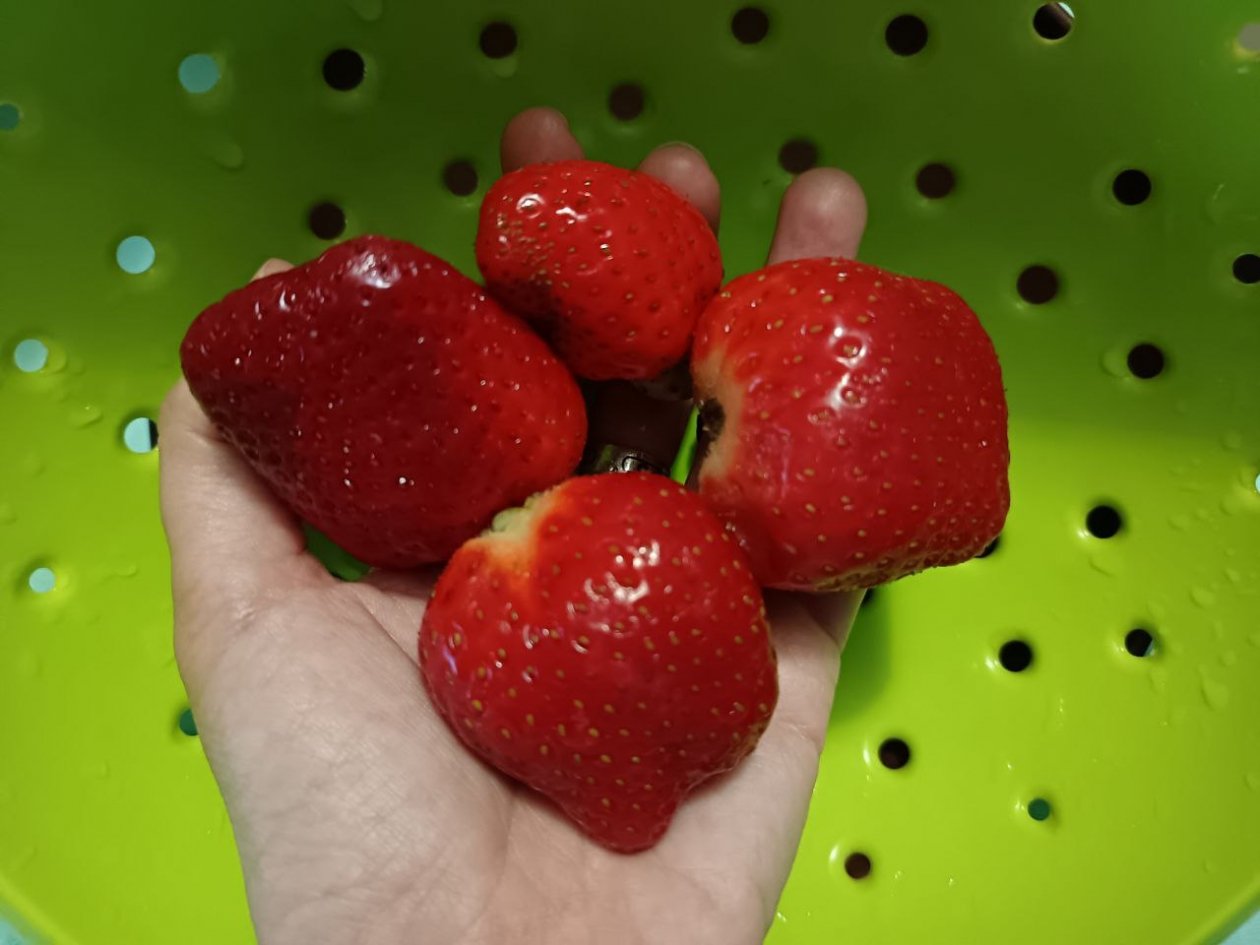 Не клубника, а чудо какое-то: 8 сортов сахарных гигантов — ягоды размером с репку, до 3 кг с куста ИА StavropolMedia