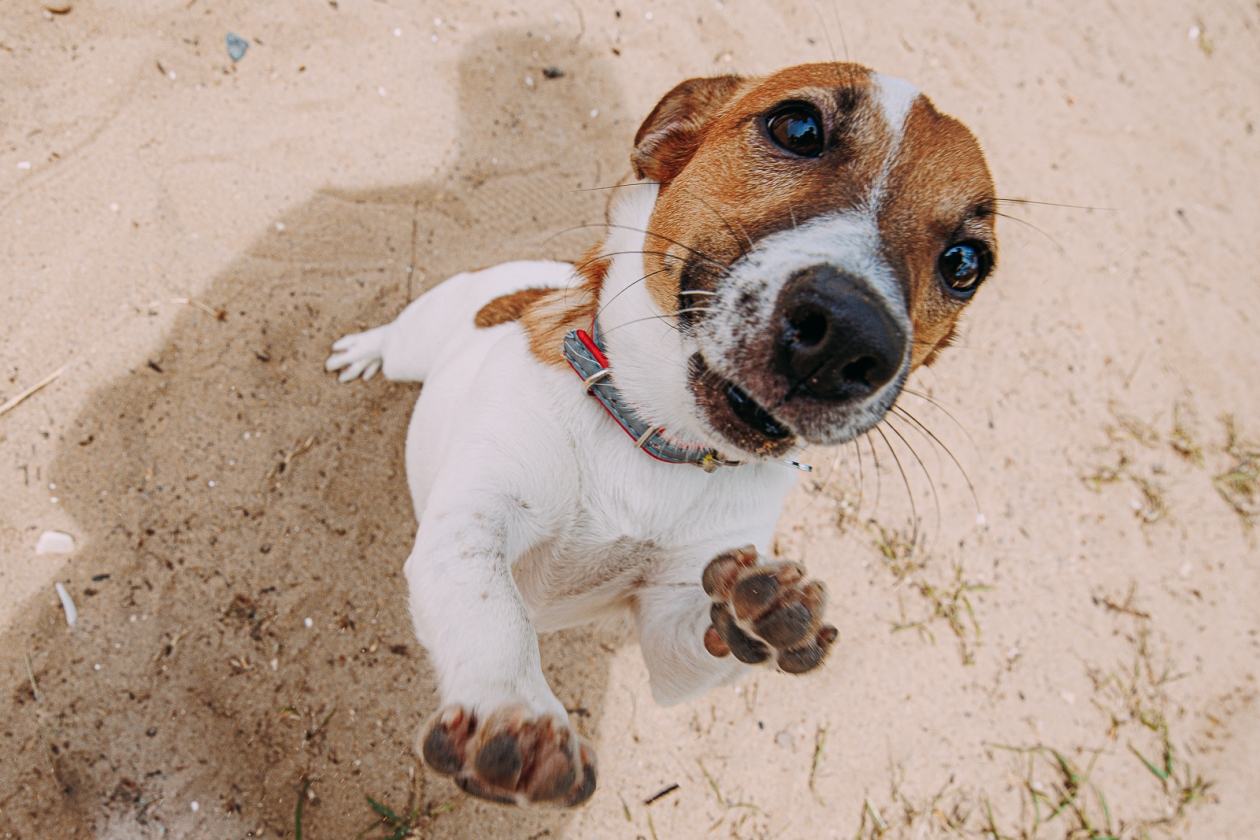 собака, питомец, домашнее животное Мария Смитюк, ИА PrimaMedia