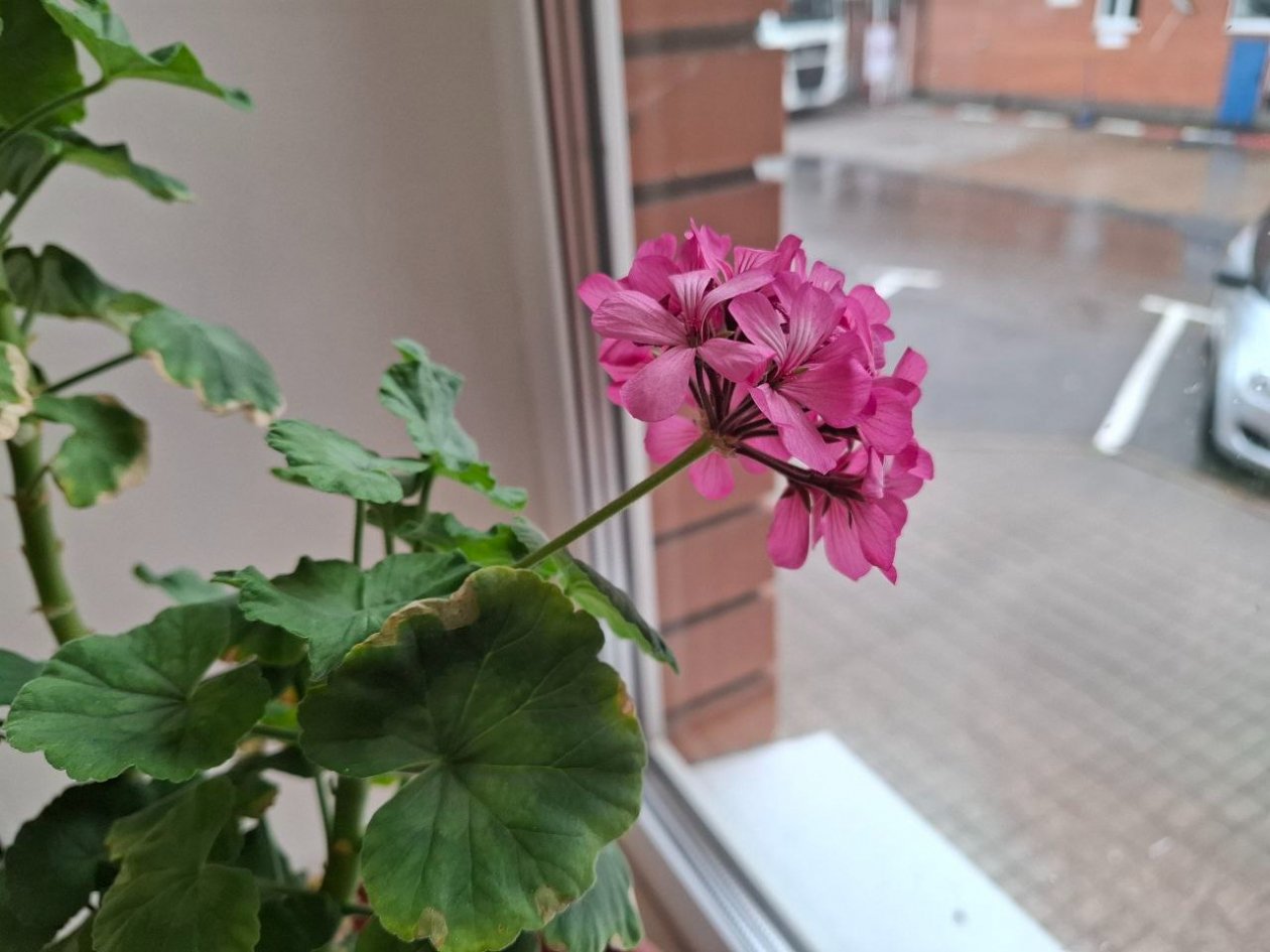 Спасла свою герань - и получила буйство цветов: эти подкормки заставят растение цвести ИА KrasnodarMedia