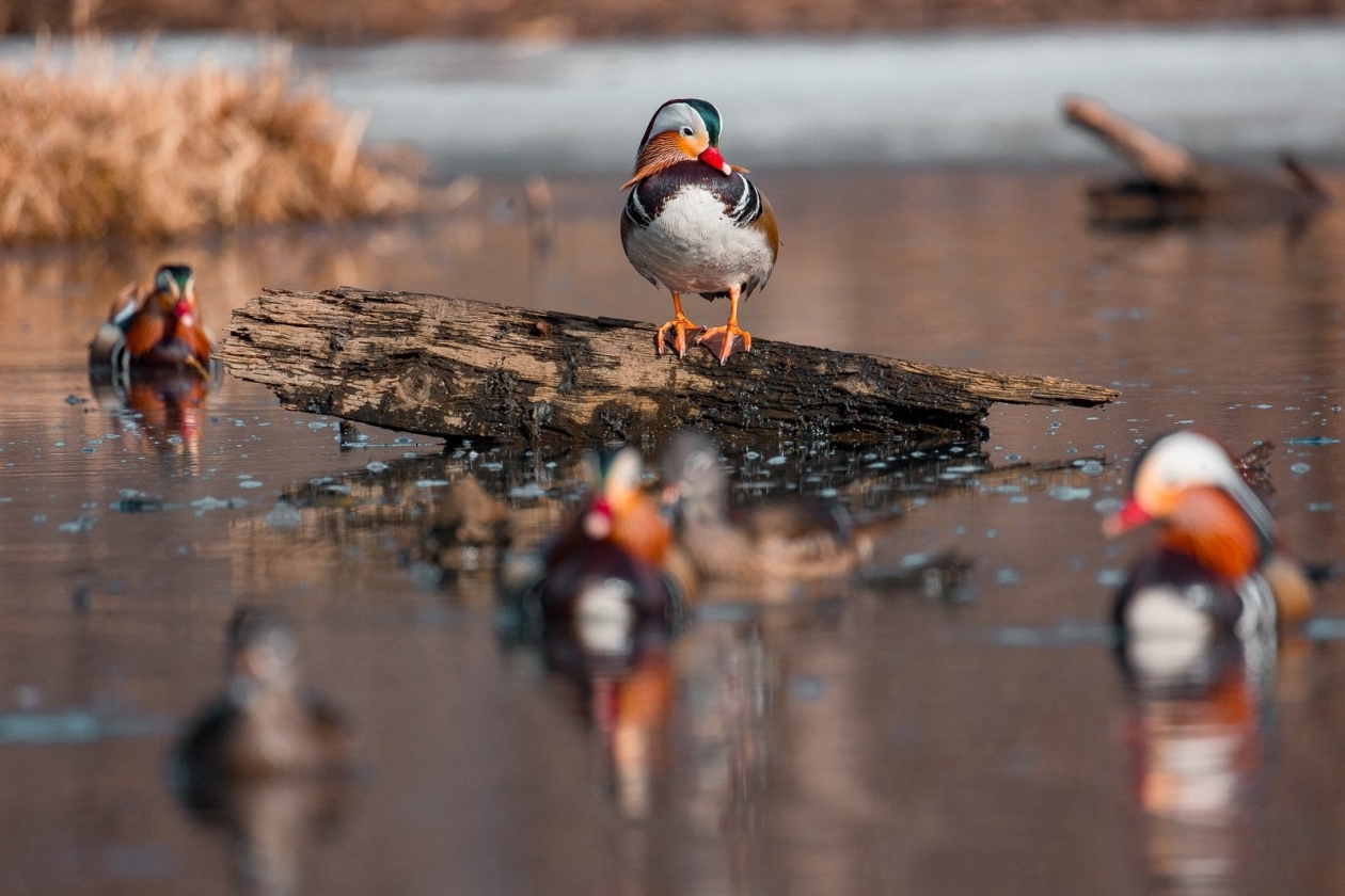 Весна Илья Аверьянов, ИА PrimaMedia.ru