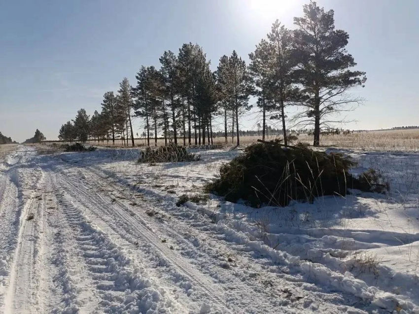 Вырубка КГСАУ &quotЗабайкаллесхоз&quot