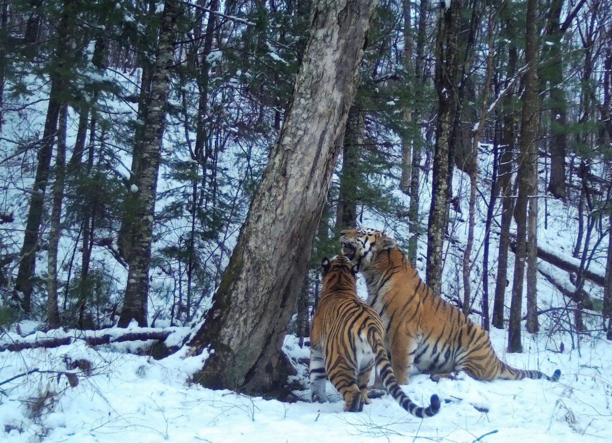 Тематическое фото Минприроды России