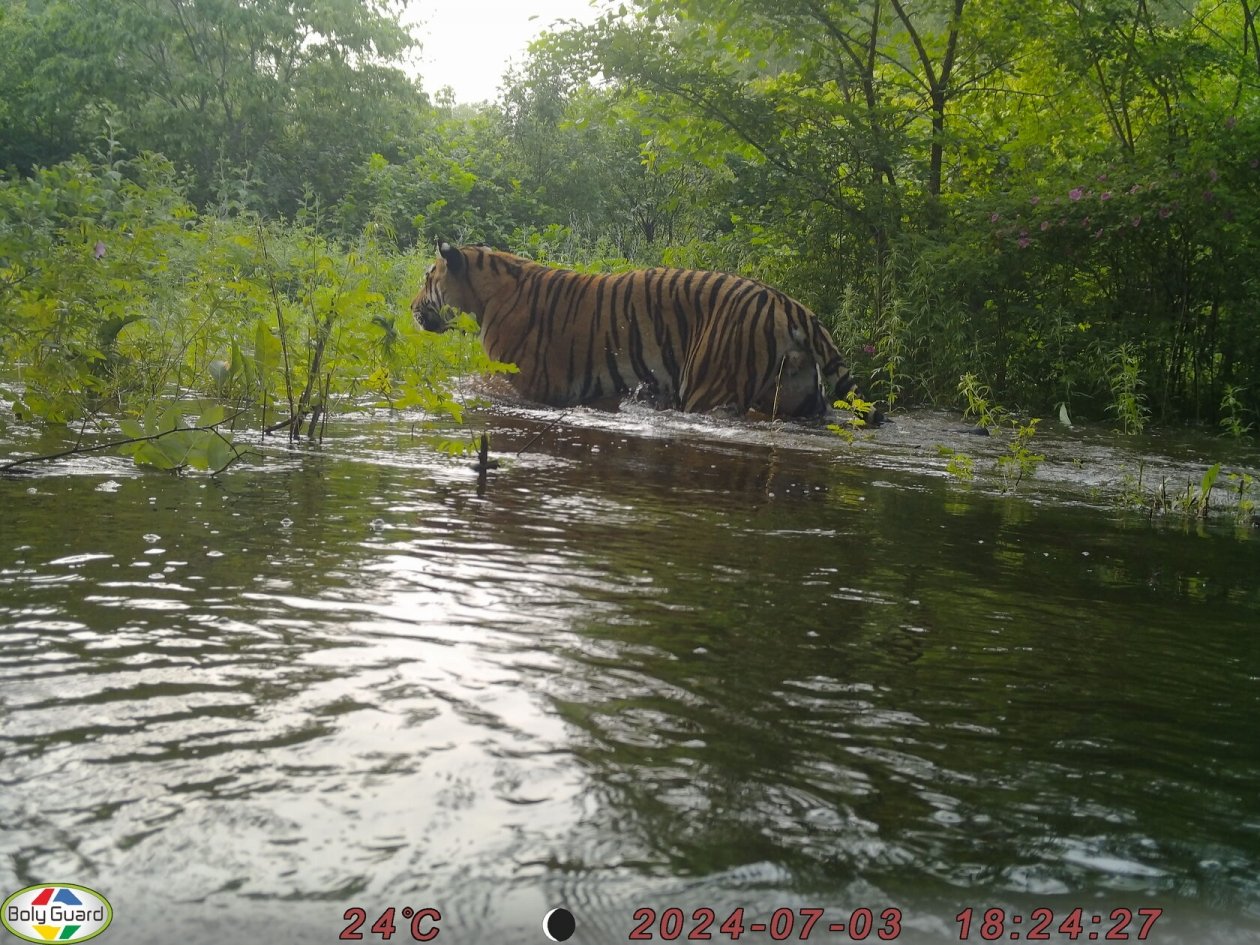 ФГБУ «Заповедное Приамурье»