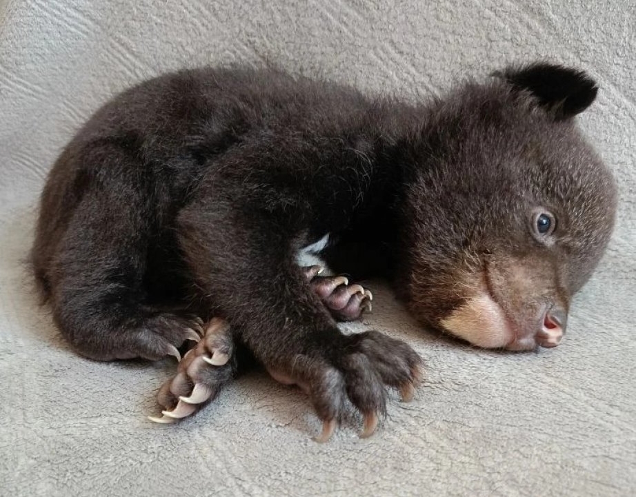 Медвежонка-сироту обнаружили в Хабаровском крае Управление охотничьего хозяйства правительства Хабаровского края